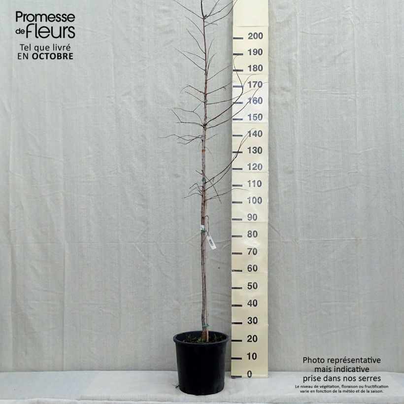 Spécimen de Metasequoia glyptostroboides Gold Rush Pot de 12L/15L tel que livré en automne