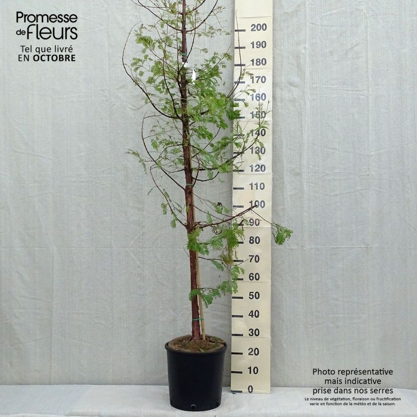Spécimen de Metasequoia glyptostroboides tel que livré en automne