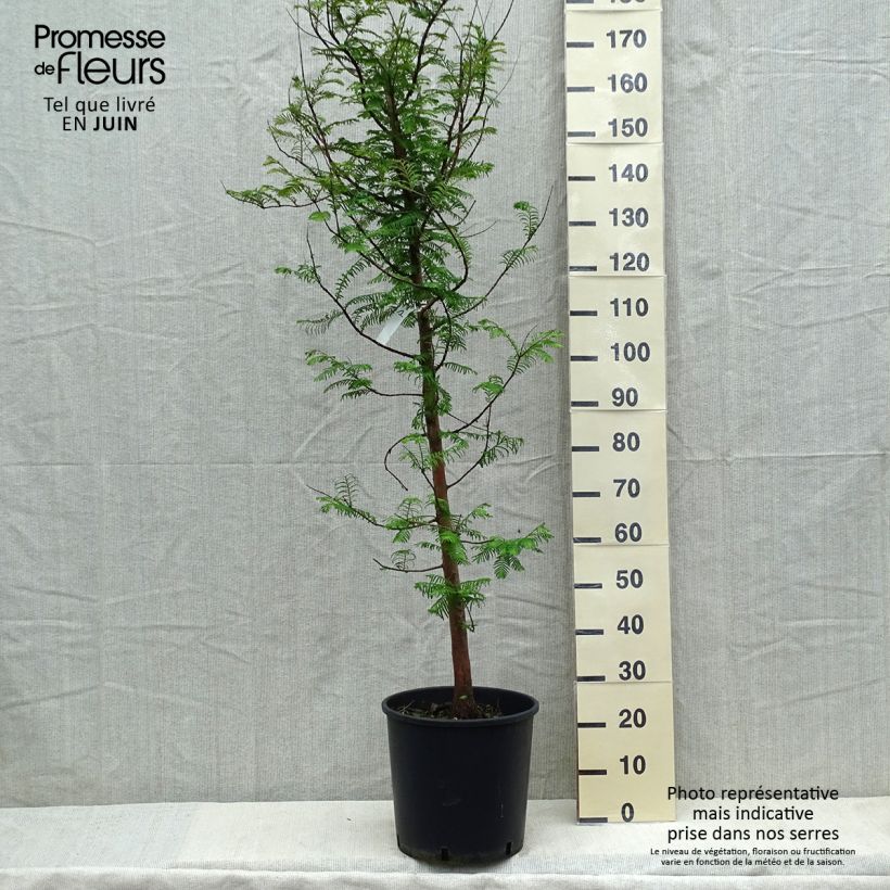 Spécimen de Metasequoia glyptostroboides en pot de 18/20L tel que livré au printemps