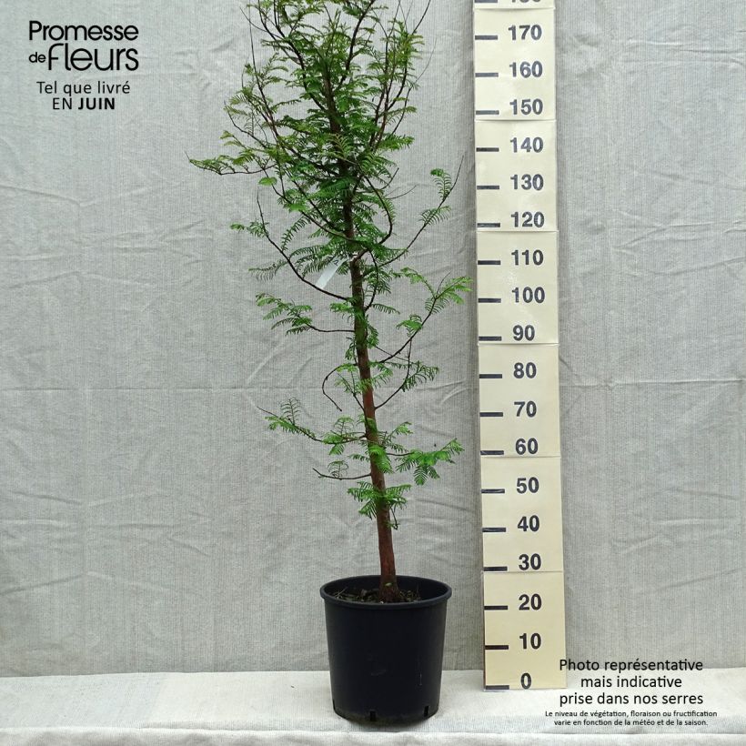 Spécimen de Metasequoia glyptostroboides tel que livré au printemps