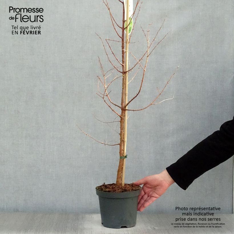 Spécimen de Metasequoia glyptostroboides tel que livré en hiver