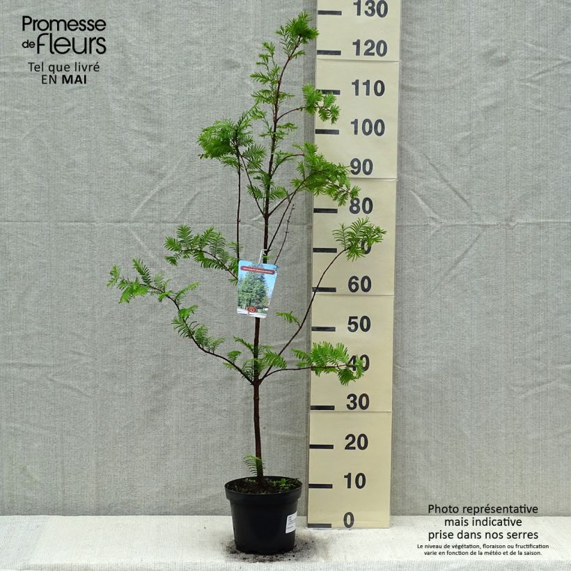 Spécimen de Metasequoia glyptostroboides en pot de 3L/4L tel que livré au printemps