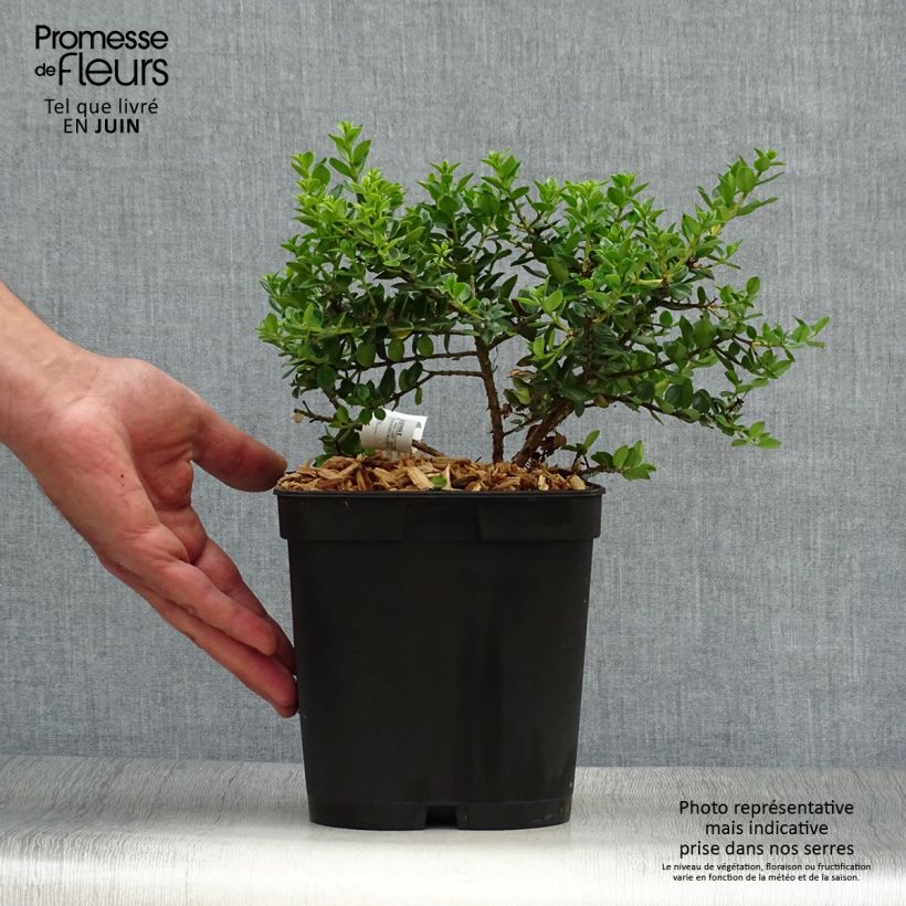 Spécimen de Metrosideros Ferris Wheel Pot de 3L/4L tel que livré en été