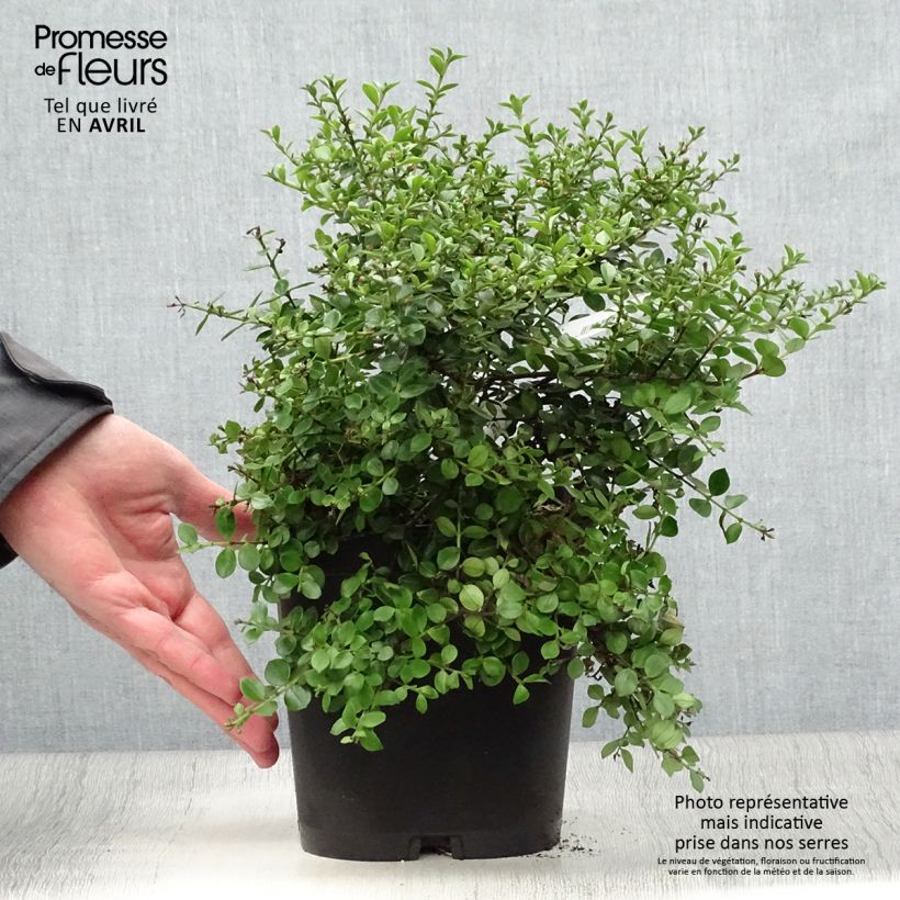 Spécimen de Metrosideros Ferris Wheel Pot de 3L/4L tel que livré au printemps