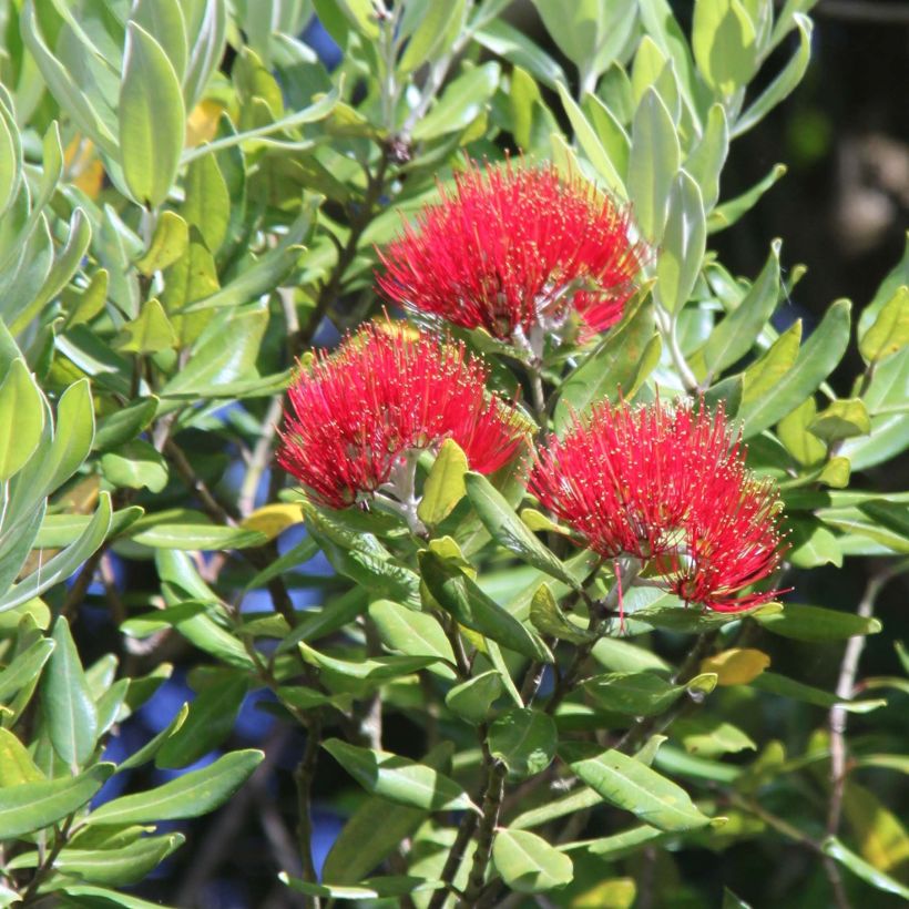 Metrosideros Mistral - Arbre de Noël de Nouvelle-Zélande (Floraison)