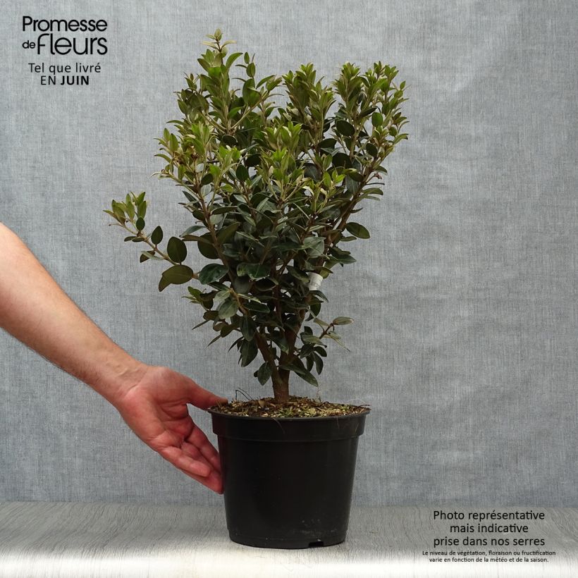 Spécimen de Metrosideros Mistral - Arbre de Noël de Nouvelle-Zélande Pot de 4L/5L tel que livré en été