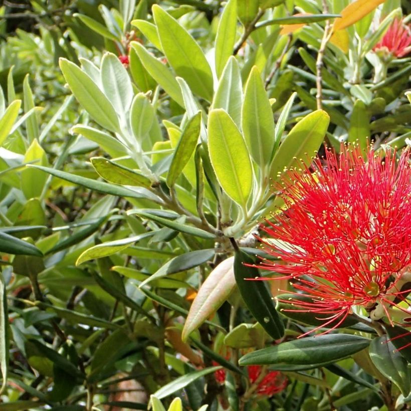 Metrosideros excelsa - Arbre de Noël de Nouvelle-Zélande (Feuillage)