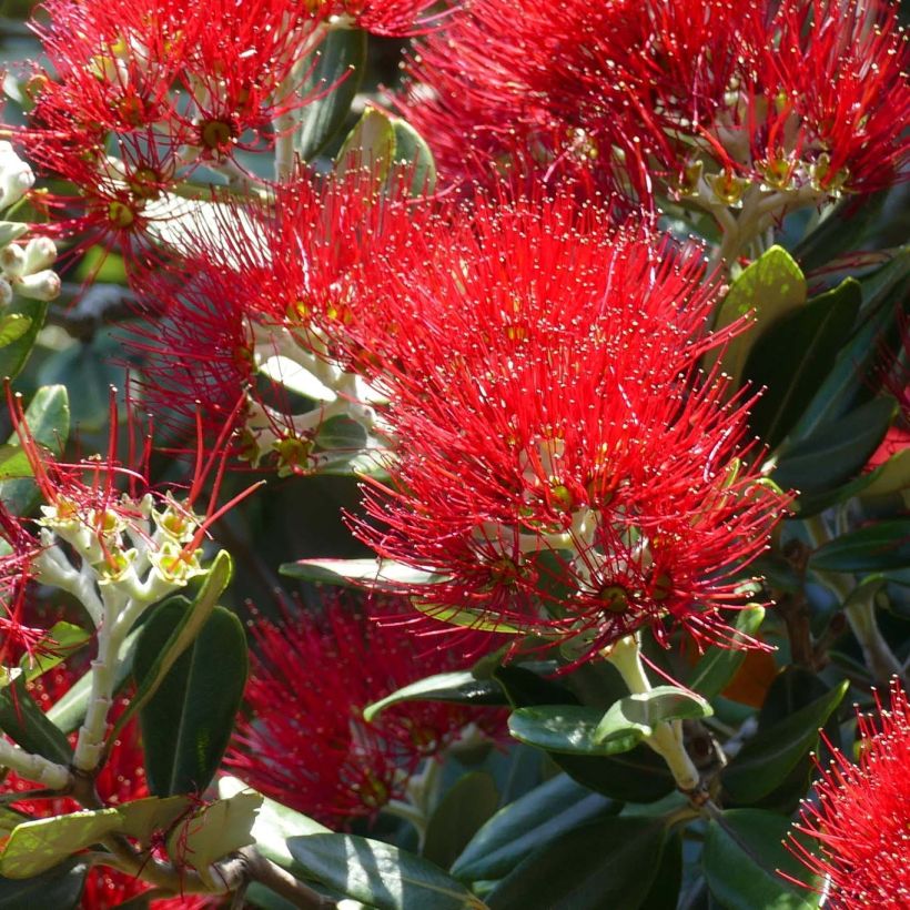 Metrosideros excelsa - Arbre de Noël de Nouvelle-Zélande (Floraison)