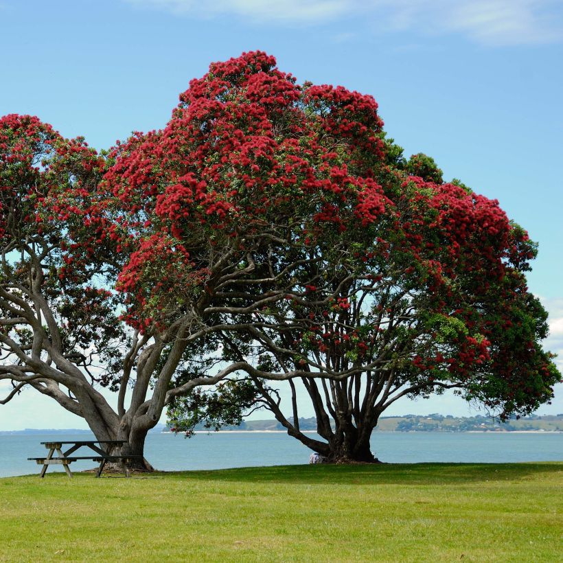 Metrosideros excelsa - Arbre de Noël de Nouvelle-Zélande (Port)