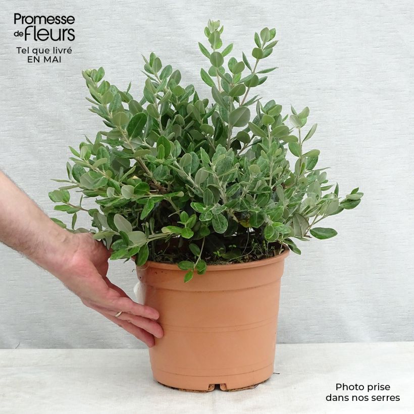 Spécimen de Metrosideros excelsa - Arbre de Noël de Nouvelle-Zélande en pot de 3L/4L tel que livré au printemps