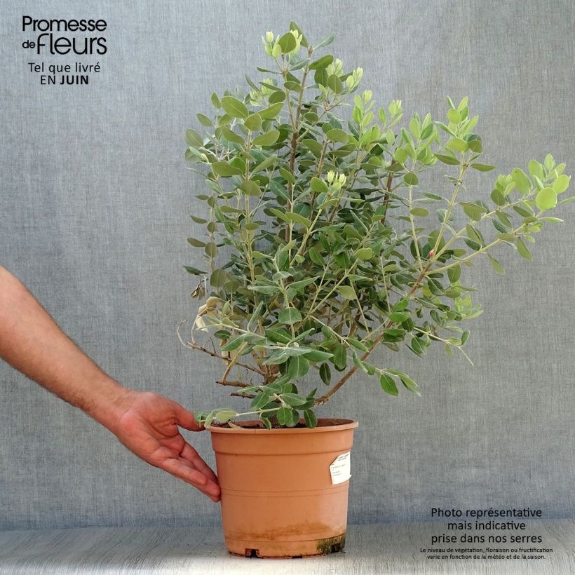 Spécimen de Metrosideros excelsa - Arbre de Noël de Nouvelle-Zélande Pot de 3L/4L tel que livré en été