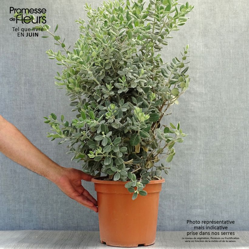 Spécimen de Metrosideros excelsa - Arbre de Noël de Nouvelle-Zélande Pot de 7,5L/10L tel que livré en été