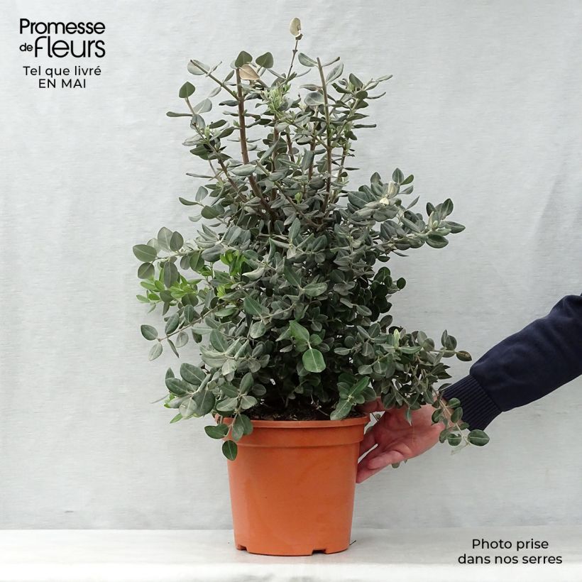 Spécimen de Metrosideros excelsa - Arbre de Noël de Nouvelle-Zélande en pot de 7,5L/10L tel que livré au printemps
