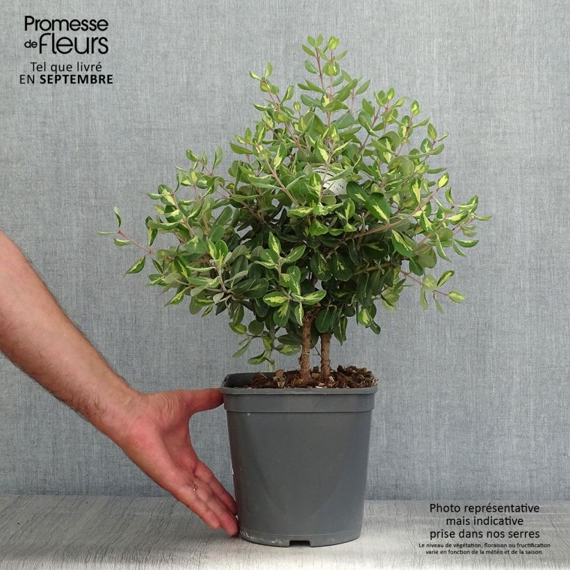 Spécimen de Metrosideros excelsa Aureomarginata ou M. kermadecensis Variegata - Arbre de Noël de Nouvelle-Zélande tel que livré en automne