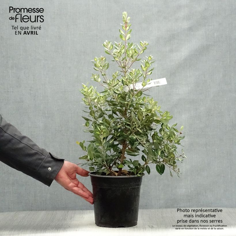 Spécimen de Metrosideros kermadecensis Sunninghill Pot de 4L/5L tel que livré au printemps
