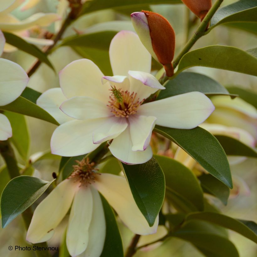 Michelia Fairy Lime - Michelia hybride (Floraison)