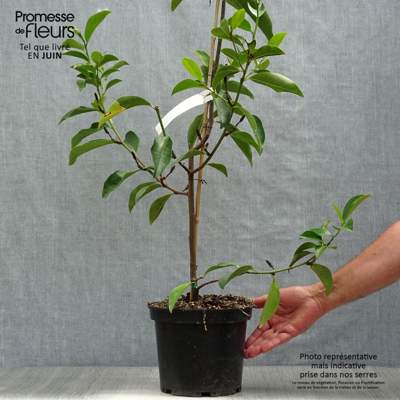Spécimen de Michelia Fairy Lime - Michelia hybride Pot de 4L/5L tel que livré en été