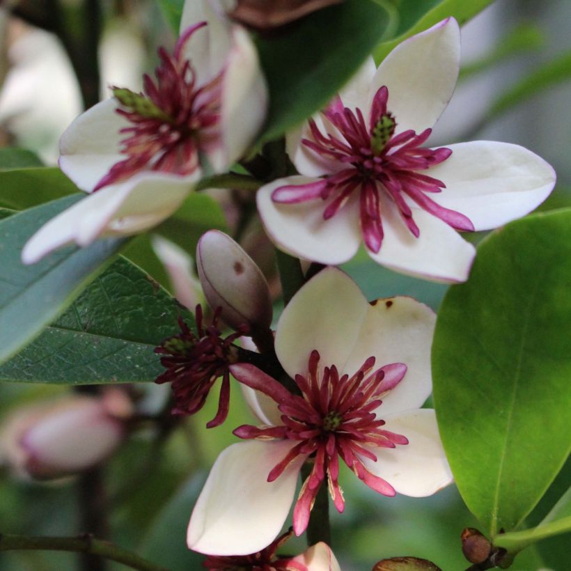 Magnolia White Caviar (Floraison)