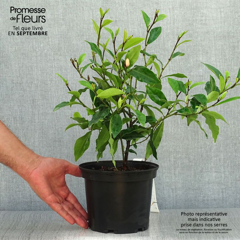 Spécimen de Michelia figo Pot de 2L/3L tel que livré en automne