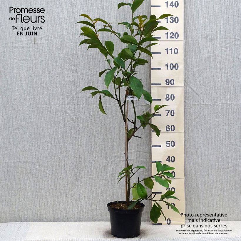 Spécimen de Michelia (x) foggii Allspice - Michelia hybride Pot de 4L/5L tel que livré en été