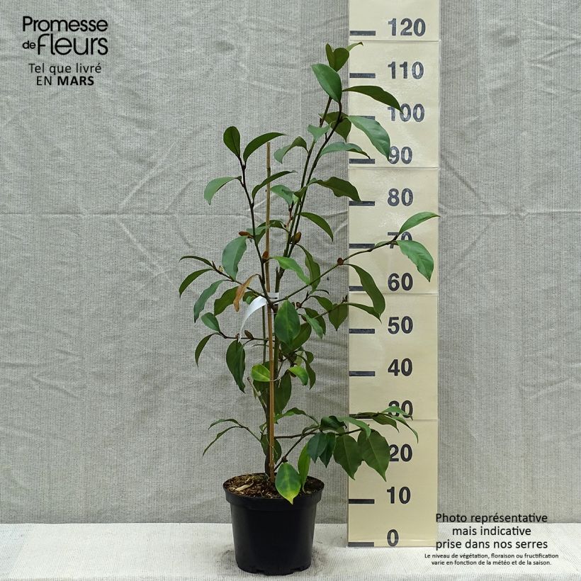 Spécimen de Michelia (x) foggii Allspice - Michelia hybride Pot de 5L tel que livré au printemps