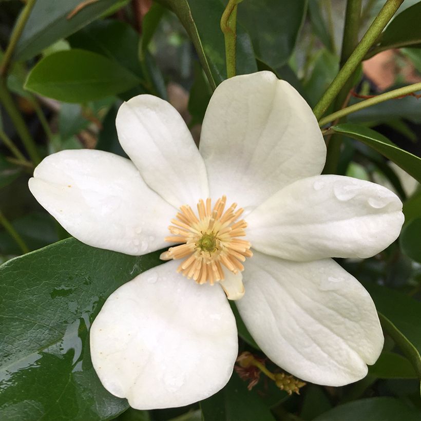 Magnolia yunnanensis - Michelia (Floraison)