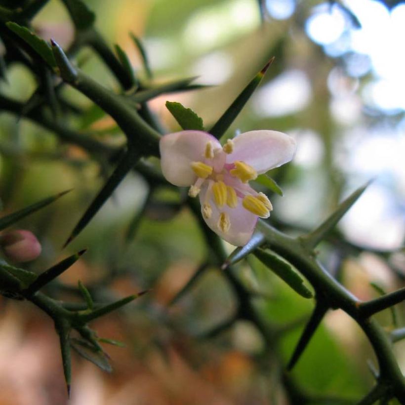 Citron caviar - Microcitrus australasica (Floraison)