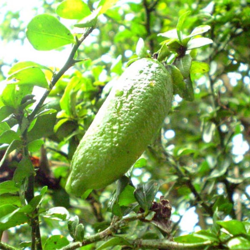 Citron caviar - Microcitrus australasica (Récolte)