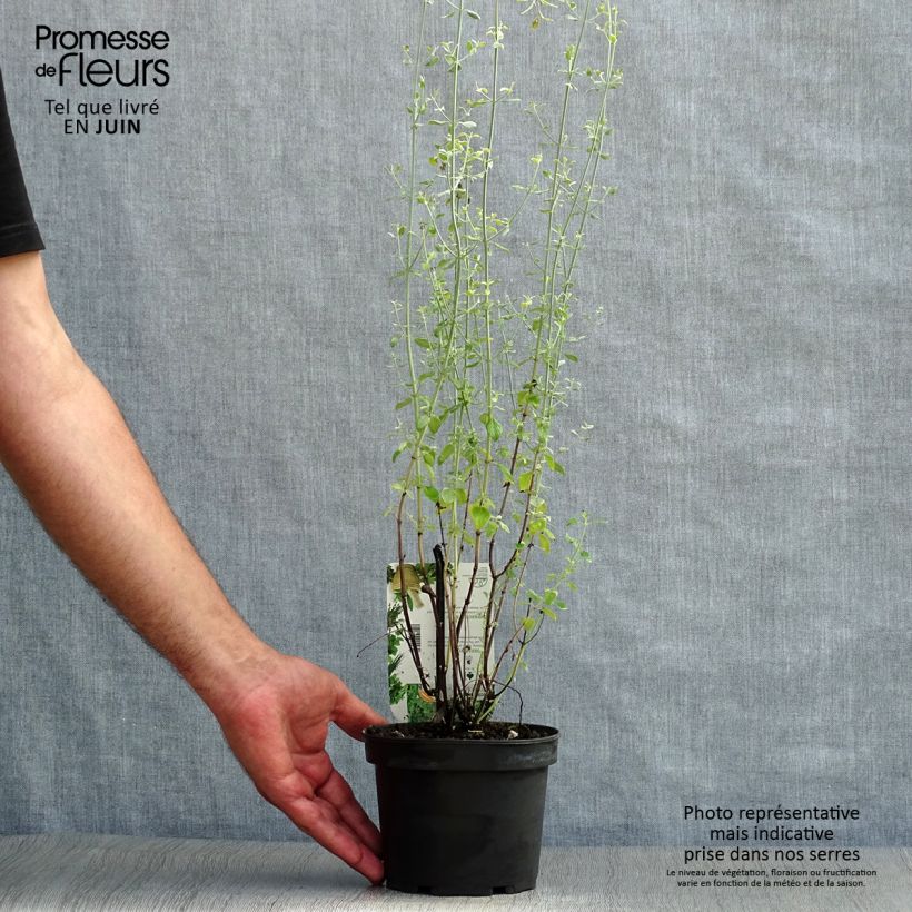 Spécimen de Micromeria thymifolia - Micromérie à feuilles de thym, Menthe du César Pot de 1,5L/2L tel que livré en été