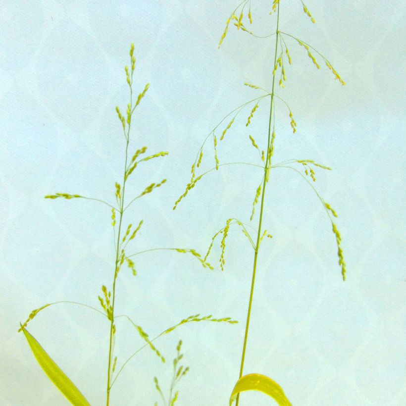 Milium effusum Aureum (Floraison)