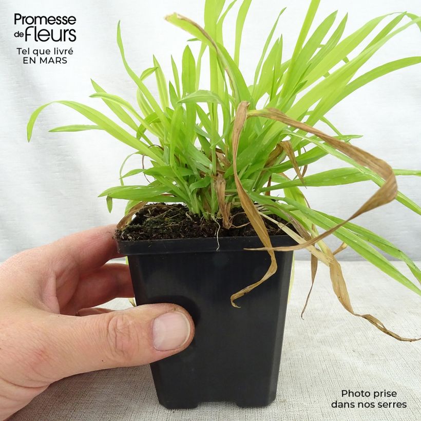 Spécimen de Milium effusum Aureum Godet de 9cm tel que livré au printemps