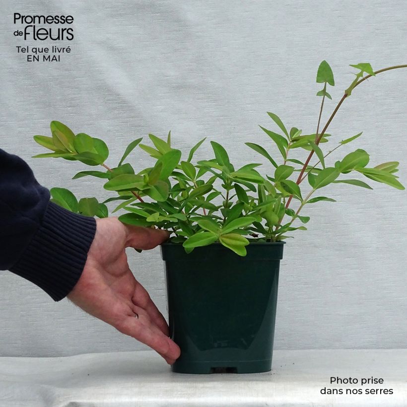 Spécimen de Millepertuis - Hypericum calycinum en pot de 2L/3L tel que livré au printemps