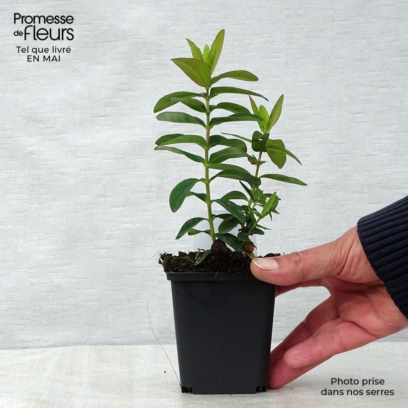 Spécimen de Millepertuis - Hypericum calycinum en godet de 8 cm tel que livré au printemps