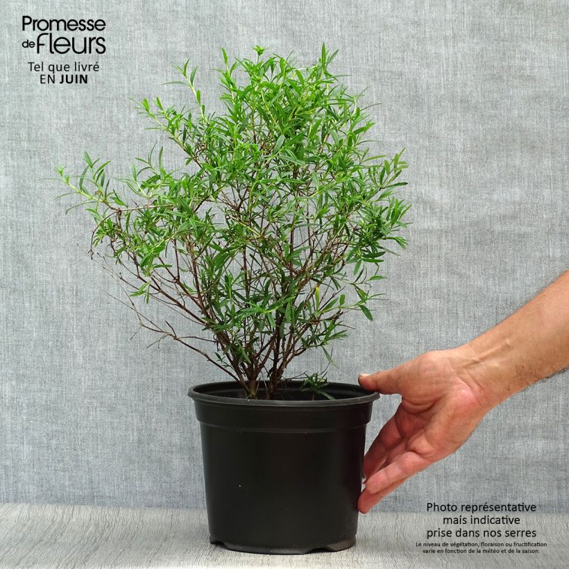 Spécimen de Millepertuis - Hypericum densiflorum Buttercup Pot de 2L/3L tel que livré en été