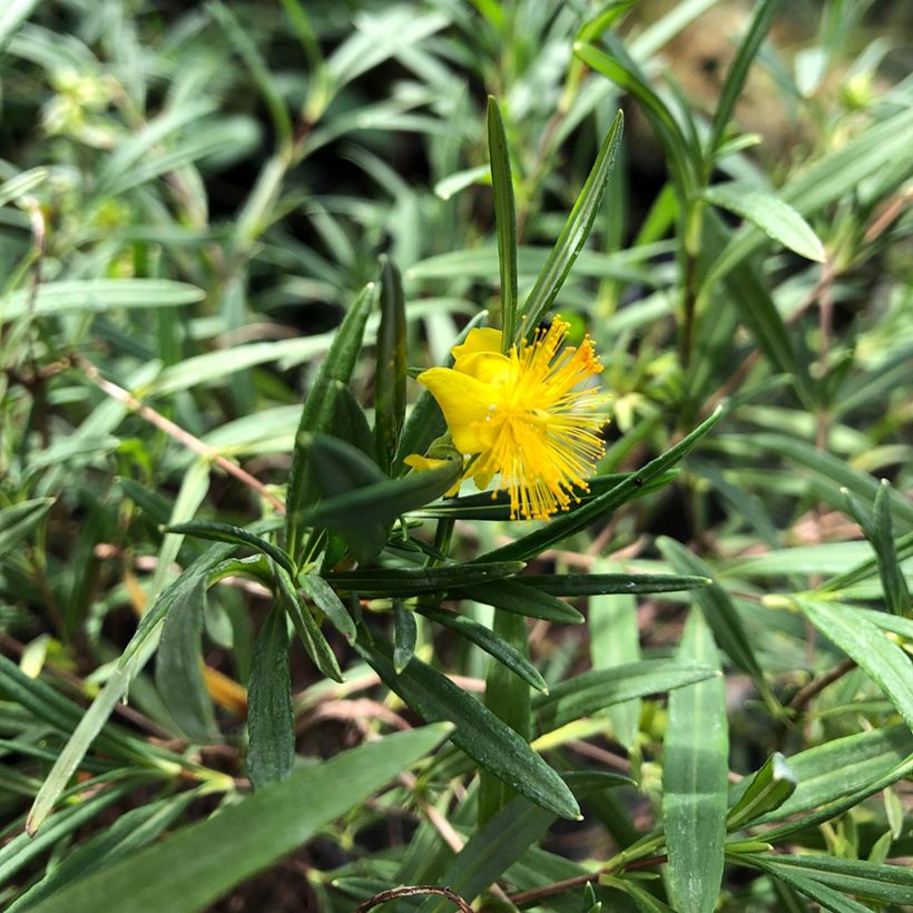 Millepertuis - Hypericum densiflorum Buttercup (Feuillage)