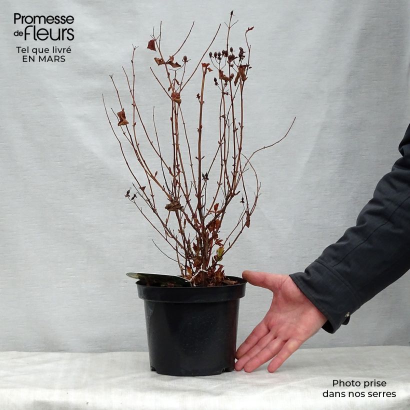 Spécimen de Millepertuis - Hypericum inodorum Elstead Pot de 1.5L/2L tel que livré au printemps