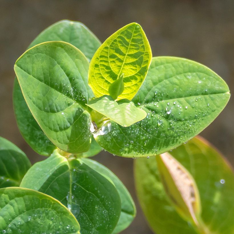 Millepertuis - Hypericum inodorum Miracle Pistache (Feuillage)