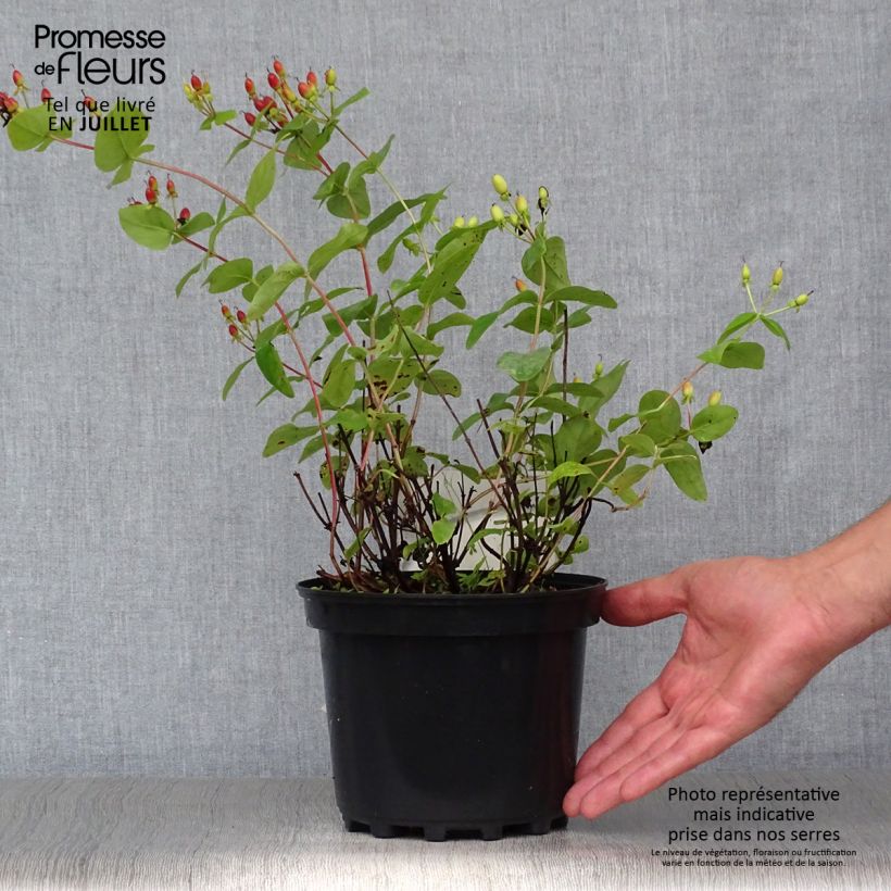 Spécimen de Millepertuis - Hypericum inodorum Rheingold Pot de 1L/1,5L tel que livré en été