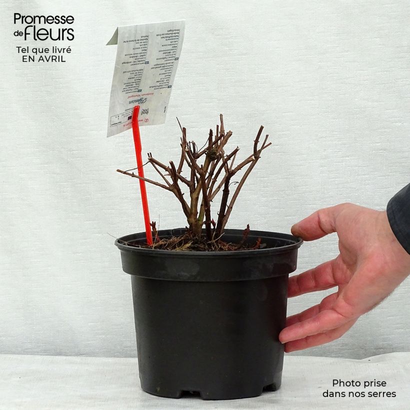 Spécimen de Millepertuis - Hypericum inodorum Rheingold Pot de 1L/1.5L tel que livré au printemps