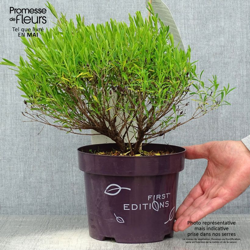 Spécimen de Millepertuis - Hypericum kalmianum Cobalt-n-Gold en pot de 2l/3l tel que livré au printemps