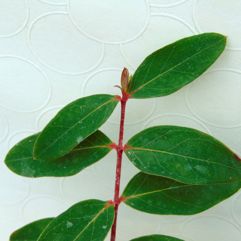 Millepertuis - Hypericum (x) moserianum (Feuillage)