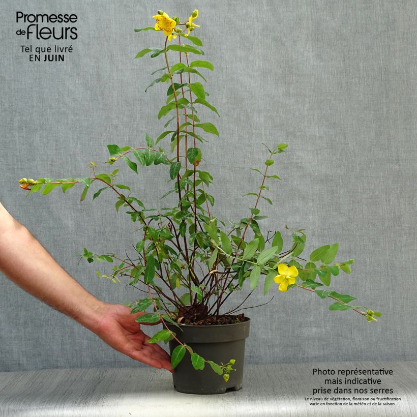 Spécimen de Millepertuis - Hypericum (x) moserianum Pot de 2L/3L tel que livré en été