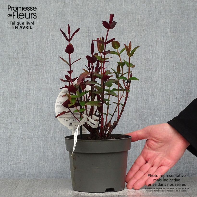 Spécimen de Millepertuis Miracle Night - Hypericum Pot de 1,5L/2L tel que livré au printemps