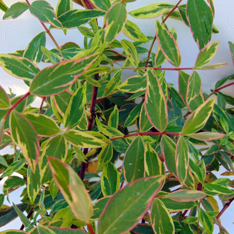 Millepertuis tricolore - Hypericum moserianum Tricolor (Feuillage)