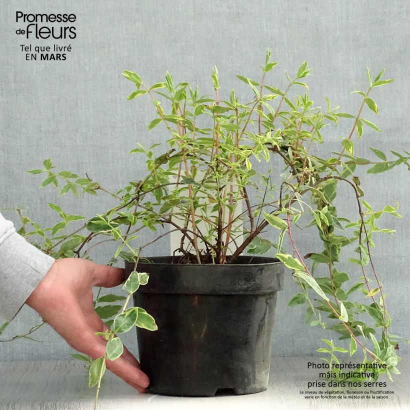 Spécimen de Millepertuis tricolore - Hypericum moserianum Tricolor Pot de 3L/4L tel que livré au printemps