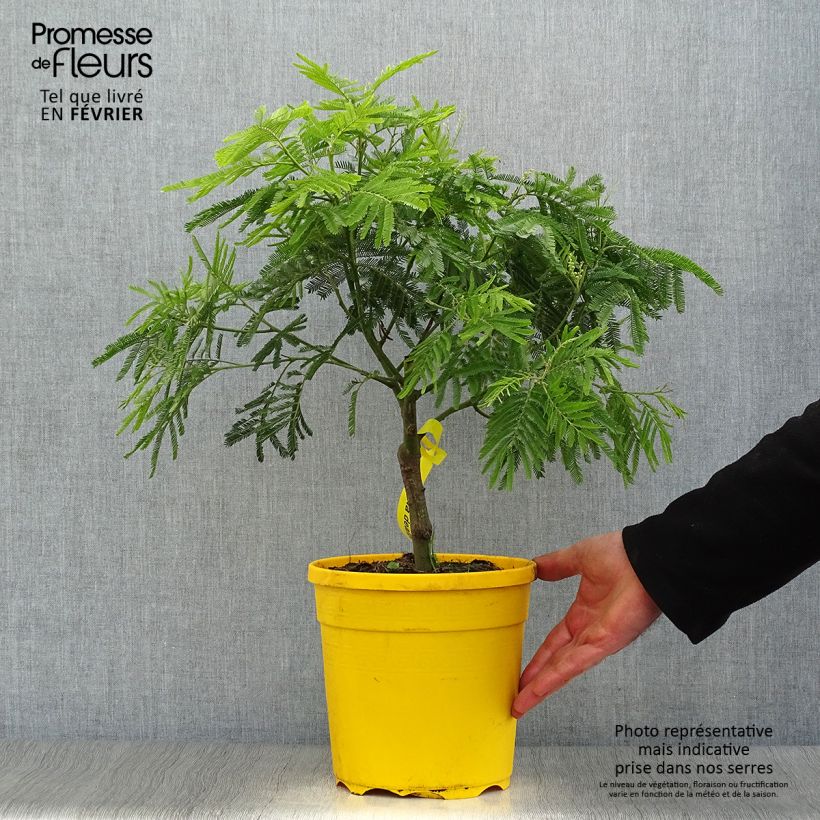 Spécimen de Mimosa - Acacia dealbata Pot de 4L/5L tel que livré en hiver