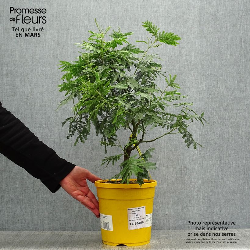Spécimen de Mimosa - Acacia dealbata Pot de 3L/4L  tel que livré au printemps