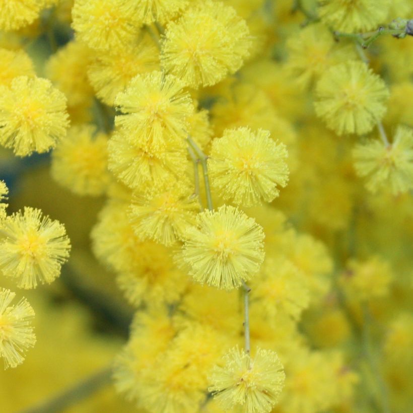 Mimosa - Acacia howittii Clair De Lune (Floraison)