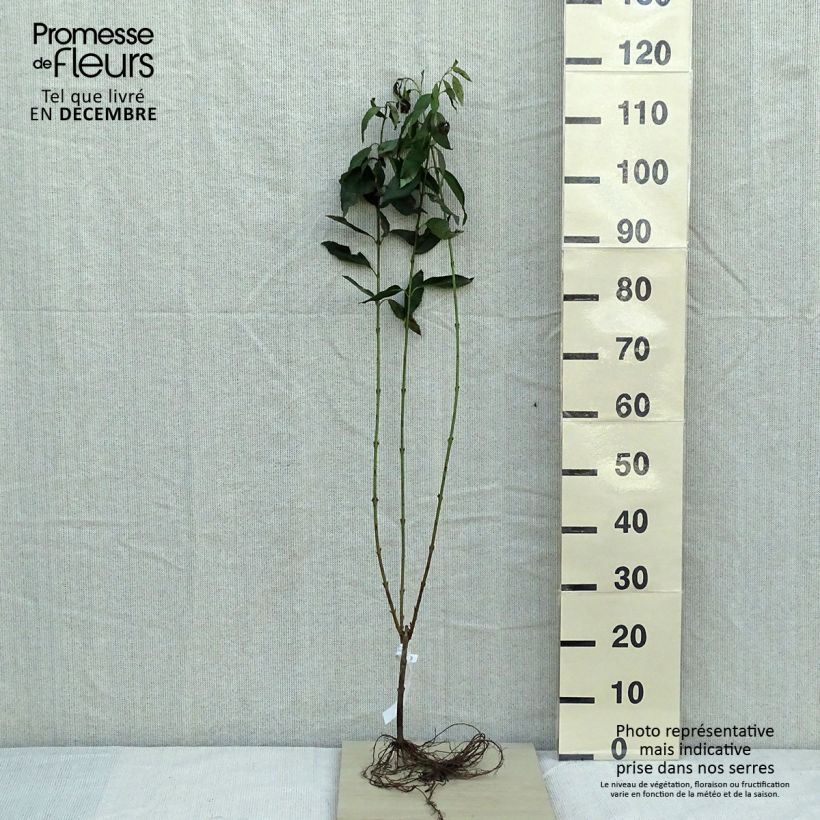 Spécimen de Forsythia x intermedia Lynwood - Mimosa de Paris tel que livré en hiver