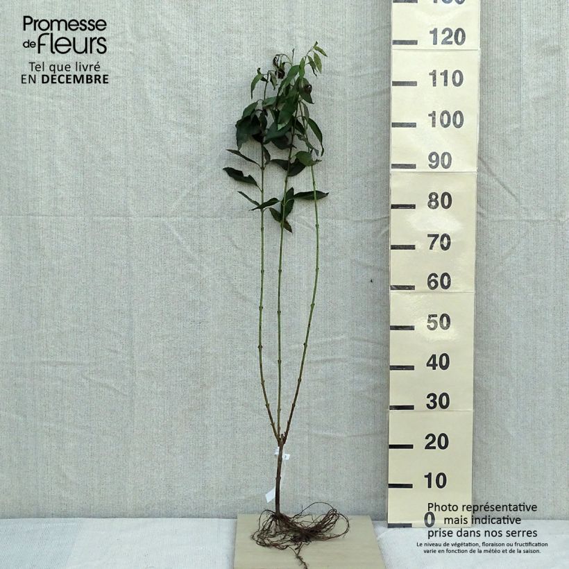 Spécimen de Forsythia x intermedia Lynwood - Mimosa de Paris Petites Racines nues, Ramifié 3/5tigesHauteur livrée env. 80/100cm tel que livré en hiver